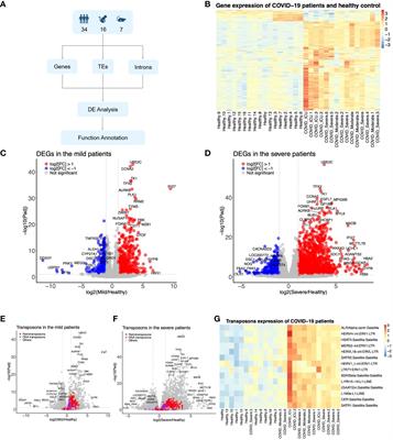 Identification and characterization of endogenous retroviruses upon SARS-CoV-2 infection